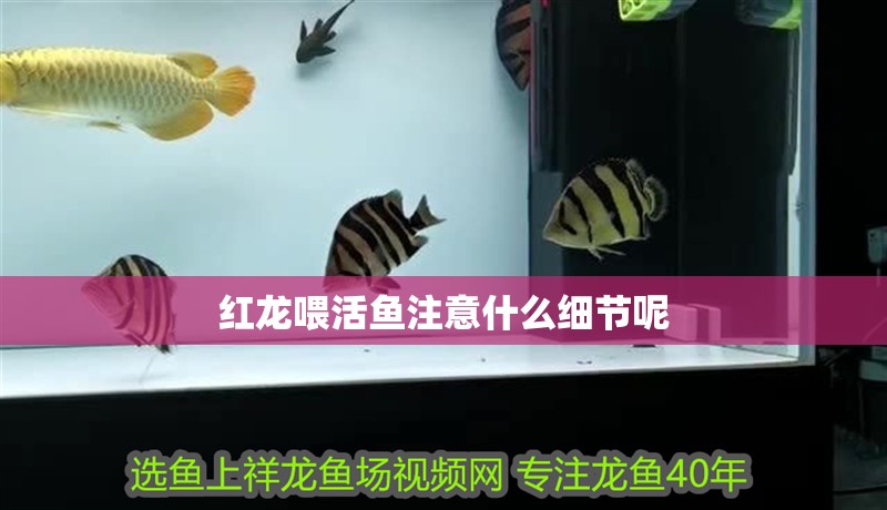 紅龍喂活魚注意什么細(xì)節(jié)呢