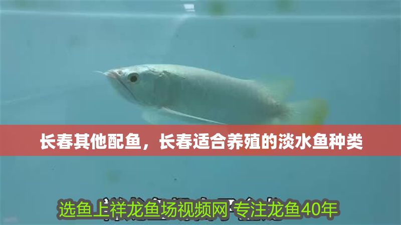 長春其他配魚,長春適合養殖的淡水魚種類 魚缸百科 第6張 長春其他配魚,長春適合養殖的淡水魚種類 長春其他配魚,長春適合養殖的淡水魚種類 魚缸百科 第6張