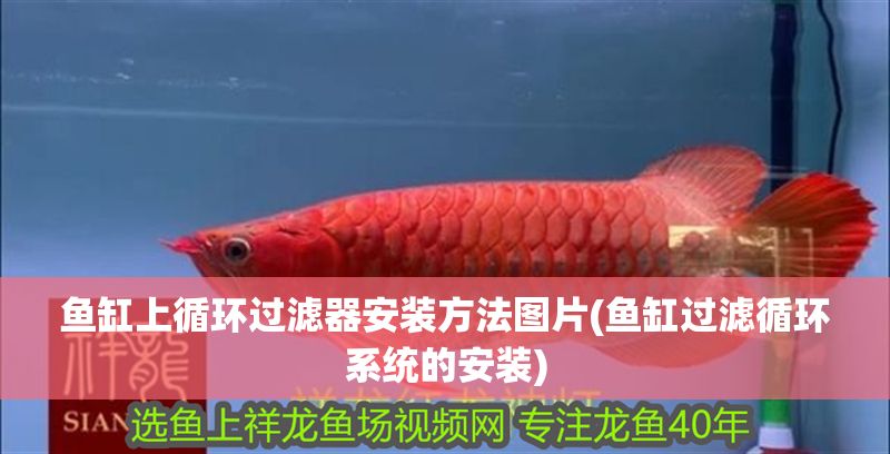 魚缸上循環過濾器安裝方法圖片(魚缸過濾循環系統的安裝)