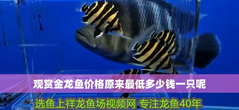 觀賞金龍魚價格原來最低多少錢一只呢