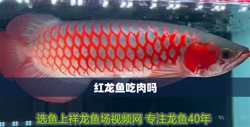 紅龍魚吃肉嗎