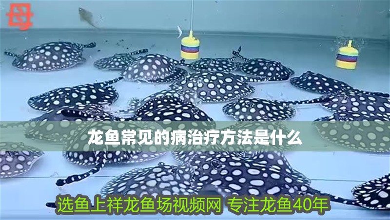 龍魚常見的病治療方法是什么