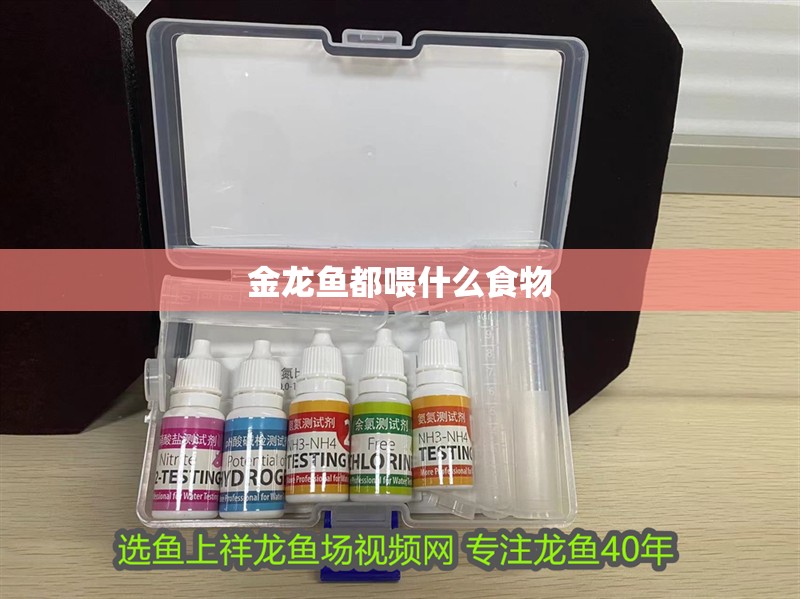 金龍魚都喂什么食物