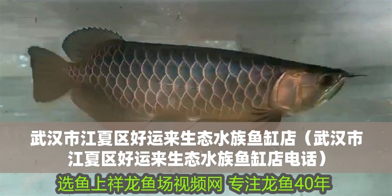 武漢市江夏區(qū)好運(yùn)來生態(tài)水族魚缸店（武漢市江夏區(qū)好運(yùn)來生態(tài)水族魚缸店電話）
