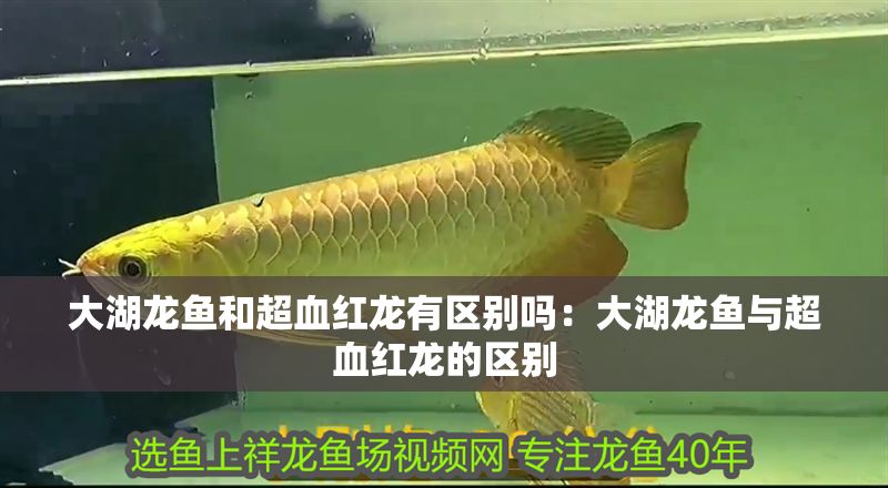 大湖龍魚和超血紅龍有區別嗎：大湖龍魚與超血紅龍的區別