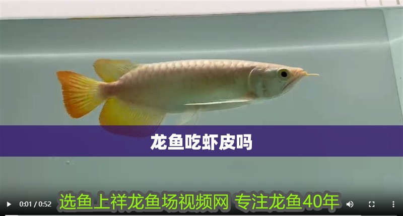 龍魚吃蝦皮嗎