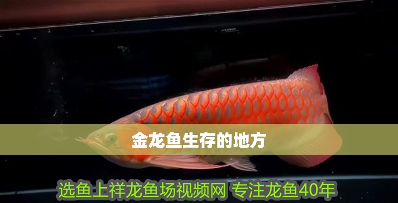 金龍魚生存的地方 龍魚百科 第4張 金龍魚生存的地方 金龍魚生存的地方 龍魚百科 第4張