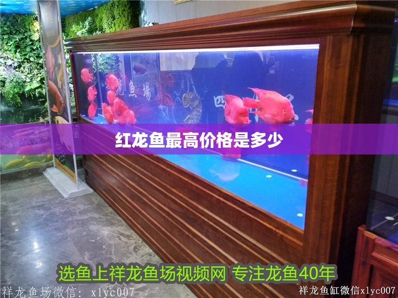 紅龍魚最高價格是多少 紅龍魚最高價格是多少 龍魚百科 第2張