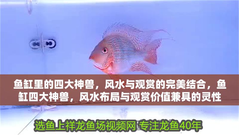 魚缸里的四大神獸，風水與觀賞的完美結合，魚缸四大神獸，風水布局與觀賞價值兼具的靈性之選 魚缸里的四大神獸，風水與觀賞的完美結合，魚缸四大神獸，風水布局與觀賞價值兼具的靈性之選 龍魚百科 第1張