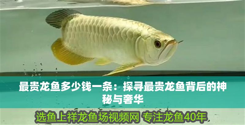 最貴龍魚多少錢一條：探尋最貴龍魚背后的神秘與奢華