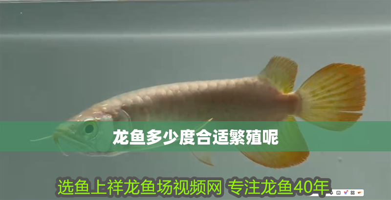龍魚多少度合適繁殖呢
