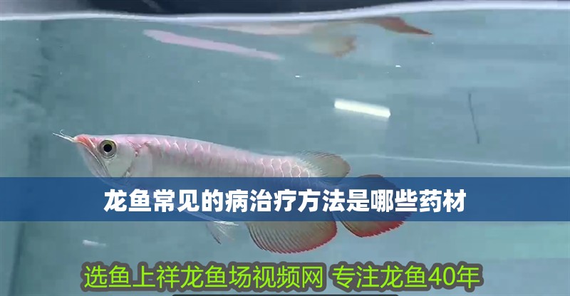 龍魚常見的病治療方法是哪些藥材