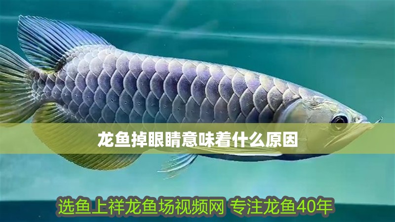 龍魚(yú)掉眼睛意味著什么原因