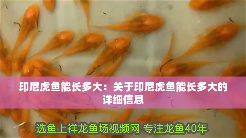 印尼虎魚能長多大：關于印尼虎魚能長多大的詳細信息