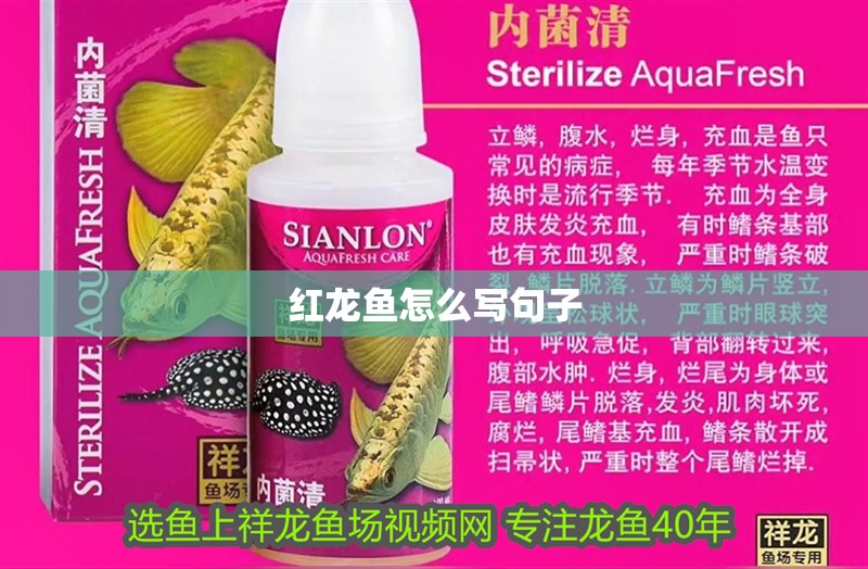 紅龍魚怎么寫句子