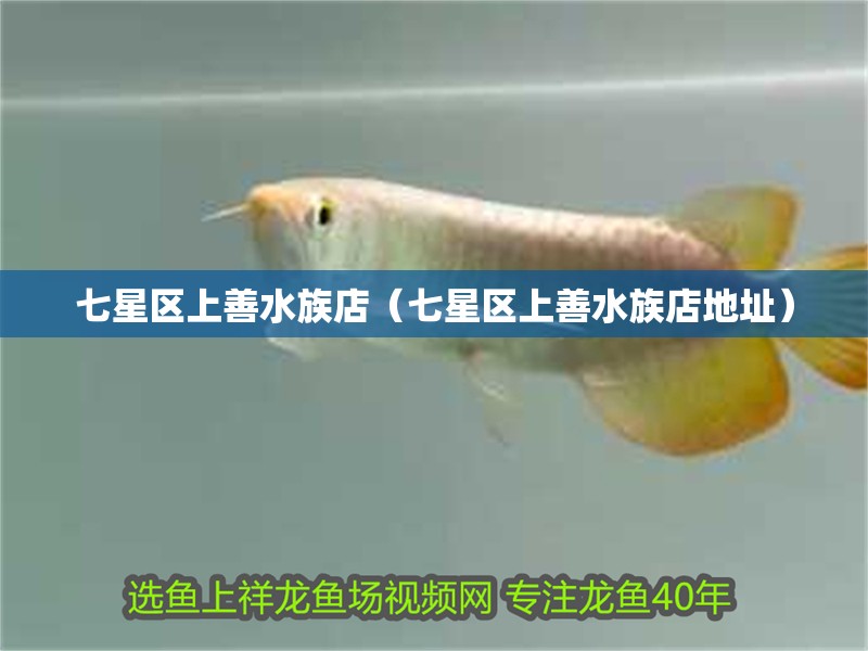 七星區上善水族店（七星區上善水族店地址） 七星區上善水族店（七星區上善水族店地址） 全國水族館企業名錄 第2張