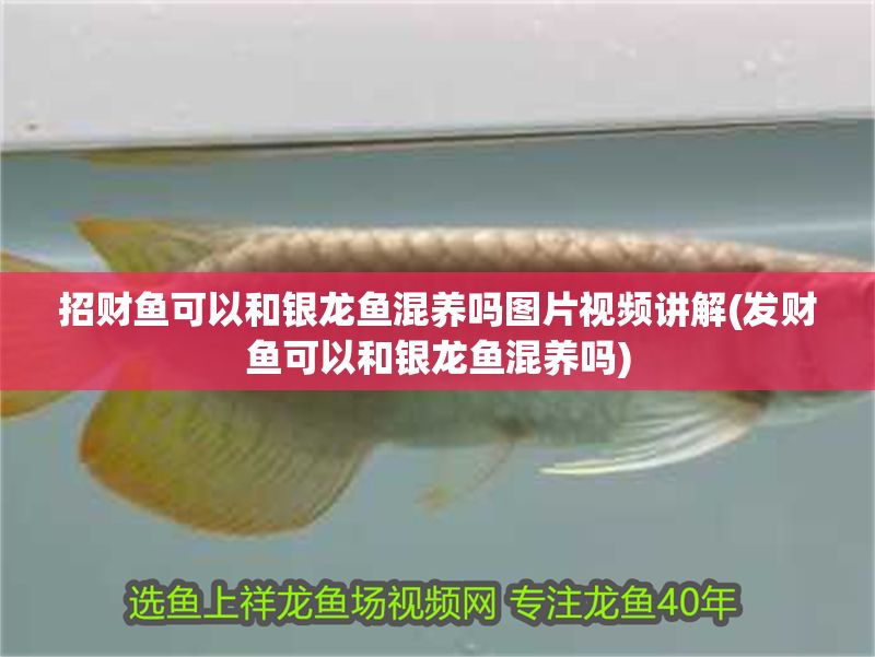 招財魚可以和銀龍魚混養(yǎng)嗎圖片視頻講解(發(fā)財魚可以和銀龍魚混養(yǎng)嗎) 銀龍魚百科 第1張 招財魚可以和銀龍魚混養(yǎng)嗎圖片視頻講解(發(fā)財魚可以和銀龍魚混養(yǎng)嗎) 招財魚可以和銀龍魚混養(yǎng)嗎圖片視頻講解(發(fā)財魚可以和銀龍魚混養(yǎng)嗎) 銀龍魚百科 第1張