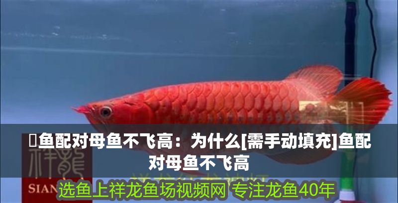 魟魚配對母魚不飛高：為什么[需手動填充]魚配對母魚不飛高 魟魚配對母魚不飛高：為什么[需手動填充]魚配對母魚不飛高 魟魚百科 第2張
