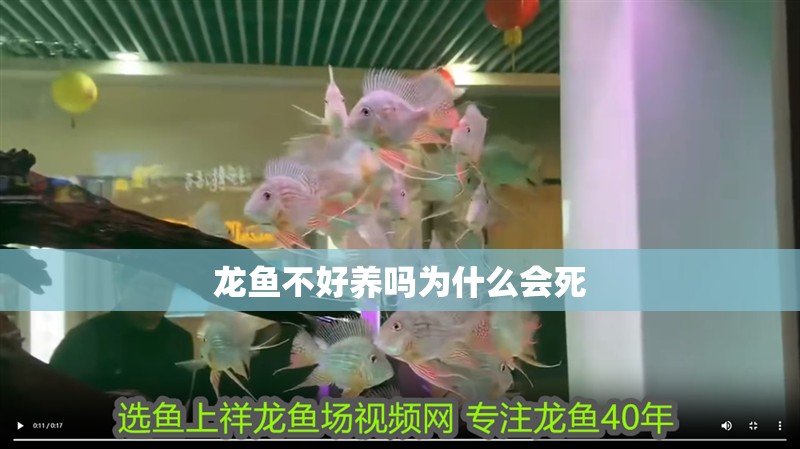 龍魚不好養嗎為什么會死