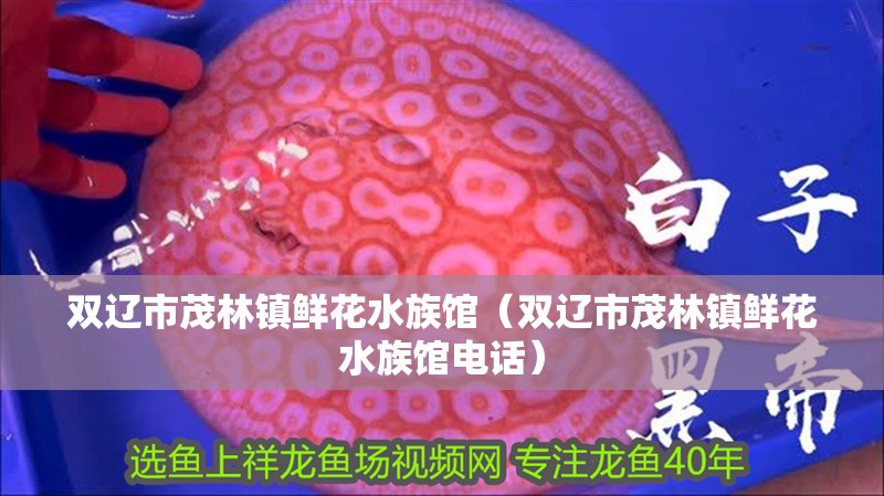 雙遼市茂林鎮鮮花水族館(雙遼市茂林鎮鮮花水族館電話) 全國水族館企業名錄 第2張 雙遼市茂林鎮鮮花水族館(雙遼市茂林鎮鮮花水族館電話) 雙遼市茂林鎮鮮花水族館(雙遼市茂林鎮鮮花水族館電話) 全國水族館企業名錄 第2張