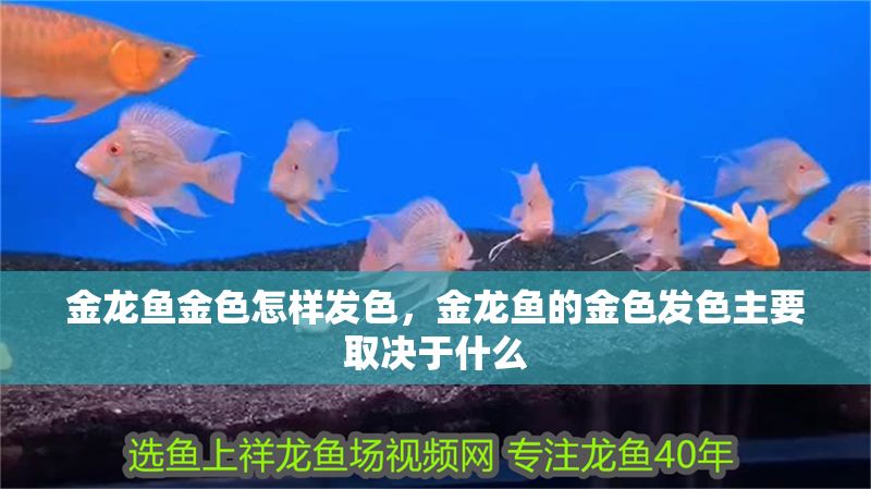 金龍魚金色怎樣發(fā)色，金龍魚的金色發(fā)色主要取決于什么