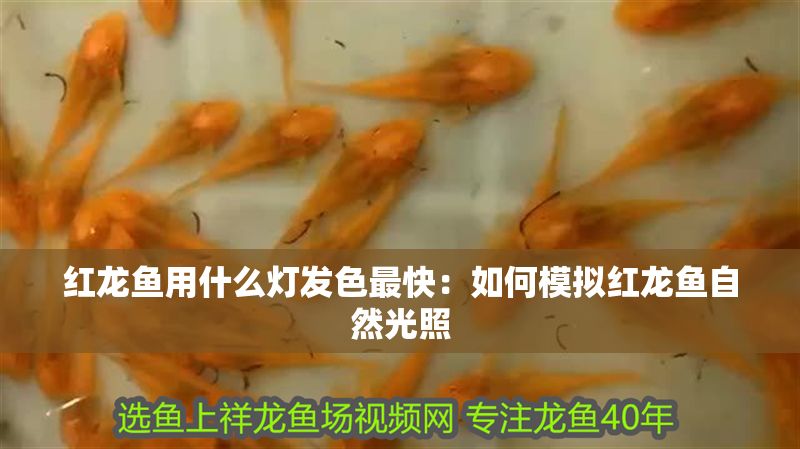 紅龍魚用什么燈發色最快:如何模擬紅龍魚自然光照 紅龍魚百科 第1張 紅龍魚用什么燈發色最快:如何模擬紅龍魚自然光照 紅龍魚用什么燈發色最快:如何模擬紅龍魚自然光照 紅龍魚百科 第1張