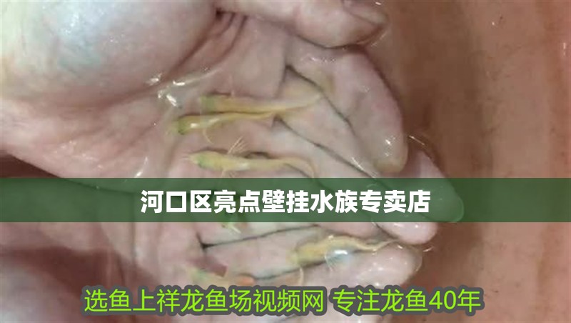 河口區亮點壁掛水族專賣店 河口區亮點壁掛水族專賣店 全國水族館企業名錄 第2張