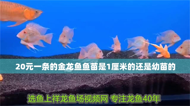20元一條的金龍魚魚苗是1厘米的還是幼苗的