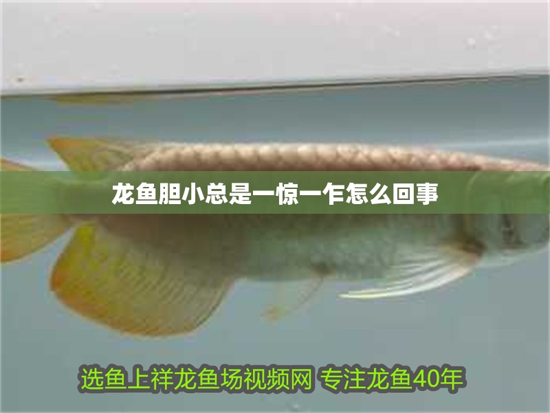 龍魚(yú)膽小總是一驚一乍怎么回事