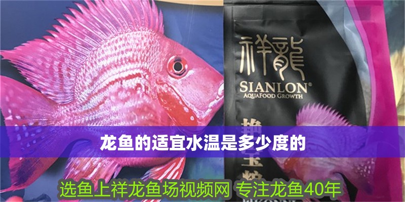 龍魚的適宜水溫是多少度的