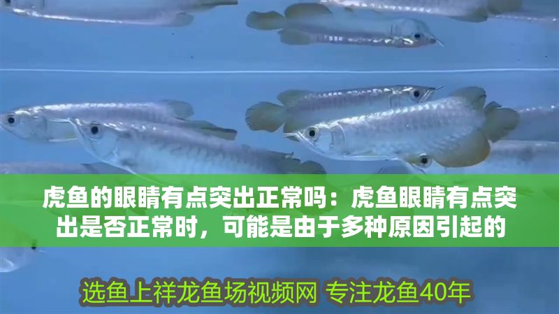 虎魚的眼睛有點(diǎn)突出正常嗎：虎魚眼睛有點(diǎn)突出是否正常時，可能是由于多種原因引起的