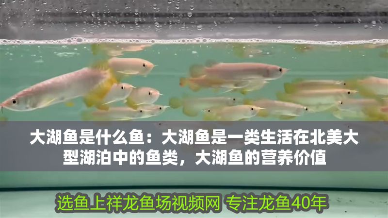 大湖魚(yú)是什么魚(yú)：大湖魚(yú)是一類(lèi)生活在北美大型湖泊中的魚(yú)類(lèi)，大湖魚(yú)的營(yíng)養(yǎng)價(jià)值