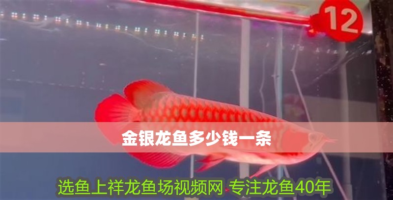 金銀龍魚多少錢一條