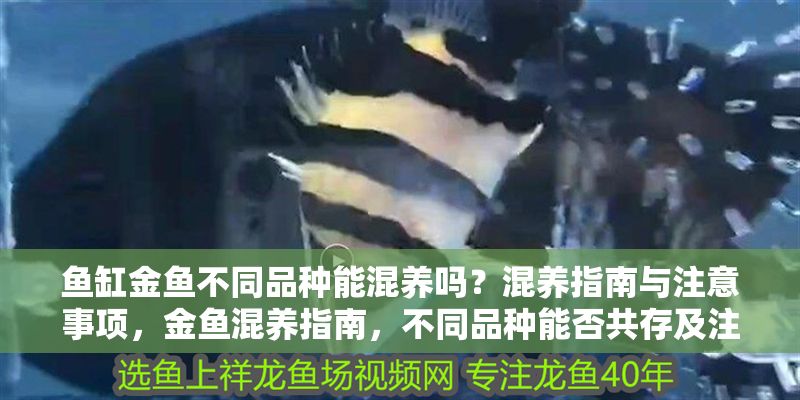魚缸金魚不同品種能混養(yǎng)嗎？混養(yǎng)指南與注意事項(xiàng)，金魚混養(yǎng)指南，不同品種能否共存及注意事項(xiàng)