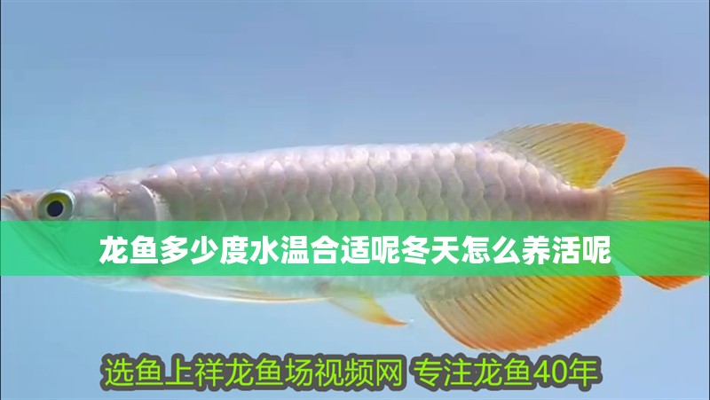 龍魚多少度水溫合適呢冬天怎么養(yǎng)活呢