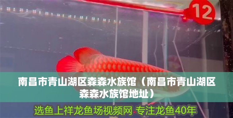 南昌市青山湖區(qū)森森水族館（南昌市青山湖區(qū)森森水族館地址） 南昌市青山湖區(qū)森森水族館（南昌市青山湖區(qū)森森水族館地址） 全國(guó)水族館企業(yè)名錄 第2張