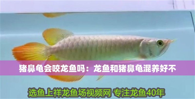 豬鼻龜會咬龍魚嗎：龍魚和豬鼻龜混養好不