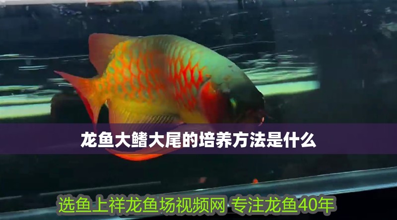 龍魚(yú)大鰭大尾的培養(yǎng)方法是什么