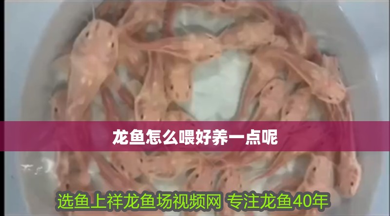 龍魚怎么喂好養(yǎng)一點(diǎn)呢