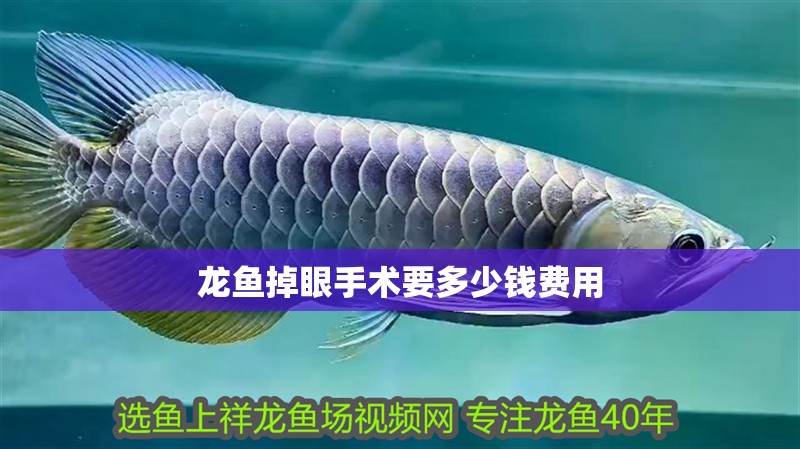 龍魚掉眼手術要多少錢費用