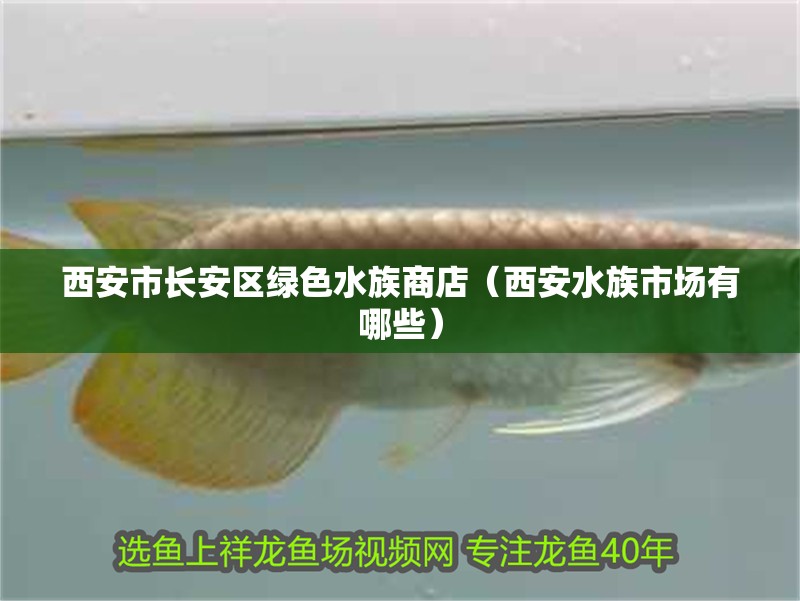 西安市長(zhǎng)安區(qū)綠色水族商店（西安水族市場(chǎng)有哪些） 西安市長(zhǎng)安區(qū)綠色水族商店（西安水族市場(chǎng)有哪些） 全國(guó)水族館企業(yè)名錄 第2張