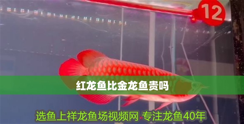 紅龍魚比金龍魚貴嗎 紅龍魚比金龍魚貴嗎 龍魚百科 第2張