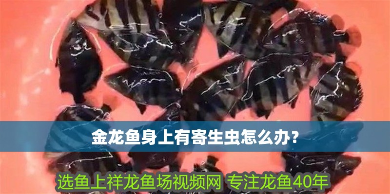 金龍魚身上有寄生蟲怎么辦？