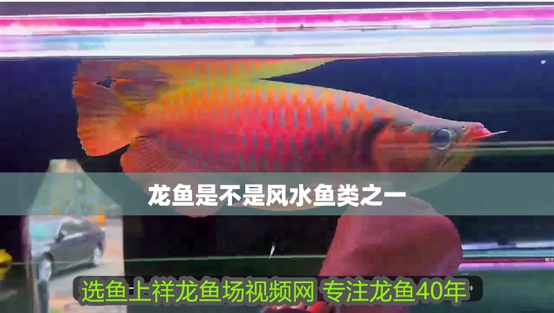 龍魚是不是風水魚類之一