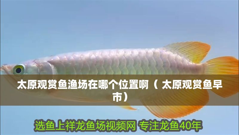 太原觀賞魚漁場在哪個位置啊（ 太原觀賞魚早市） 太原觀賞魚漁場在哪個位置啊（ 太原觀賞魚早市） 金龍魚百科 第1張