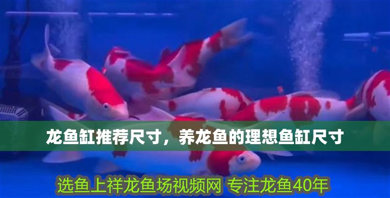 龍魚缸推薦尺寸，養龍魚的理想魚缸尺寸