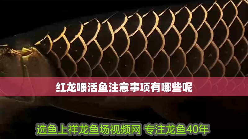 紅龍喂活魚(yú)注意事項(xiàng)有哪些呢