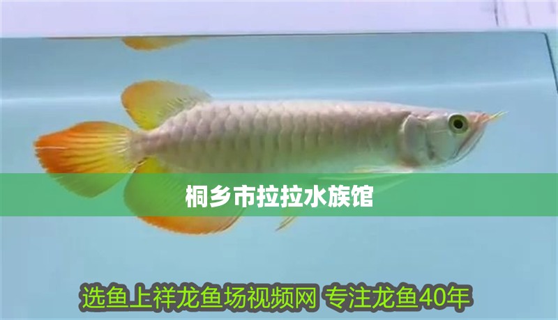 桐鄉(xiāng)市拉拉水族館
