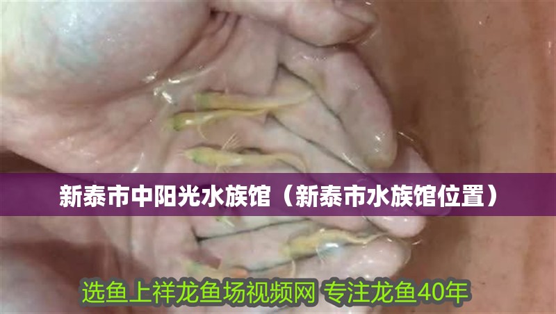 新泰市中陽光水族館（新泰市水族館位置）