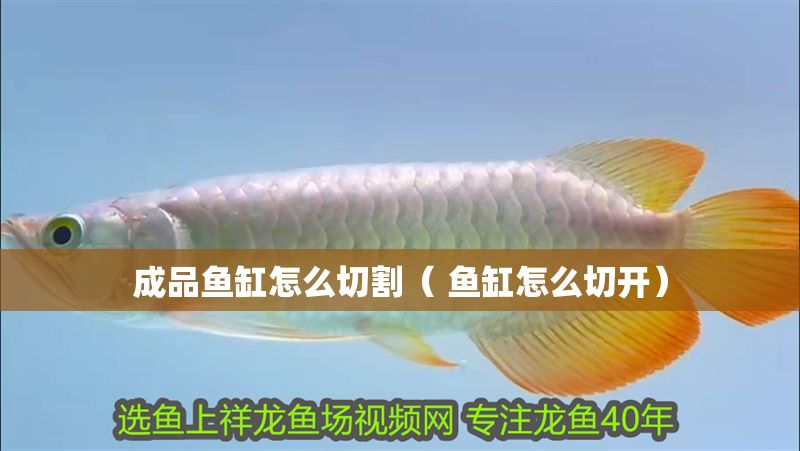 成品魚缸怎么切割（ 魚缸怎么切開） 成品魚缸怎么切割（ 魚缸怎么切開） 錦鯉魚百科 第1張